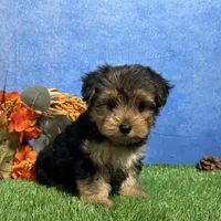 Ivy, a female Yorkshire Terrier for sale in Plainville, IN – 7 of 8