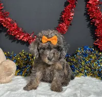 Pluto, a male Poodle - Miniature  for sale in Plainville, IN – 1 of 8