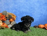 Lola, a female Poodle - Toy  for sale in Plainville, IN – 6 of 6