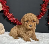 Carson, a male Poodle - Toy  for sale in Plainville, IN – 3 of 5