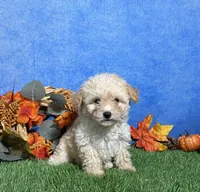 Holly, a female Maltipoo for sale in Plainville, IN – 3 of 6