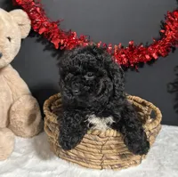 Clayton, a male Maltipoo for sale in Plainville, IN – Photo 3 of 7