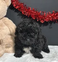 Clayton, a male Maltipoo for sale in Plainville, IN – Photo 5 of 7
