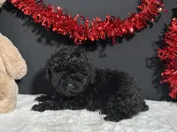 Clayton, a male Maltipoo for sale in Plainville, IN – Photo 7 of 7