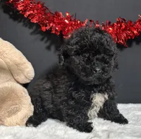 Clayton, a male Maltipoo for sale in Plainville, IN – Photo 4 of 7