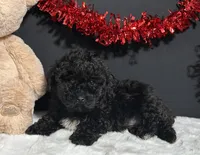Clayton, a male Maltipoo for sale in Plainville, IN – Photo 6 of 7