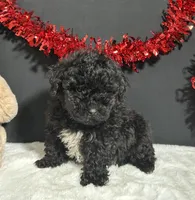 Clayton, a male Maltipoo for sale in Plainville, IN – Photo 1 of 7