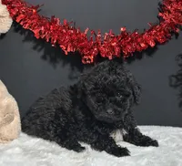 Clayton, a male Maltipoo for sale in Plainville, IN – Photo 2 of 7