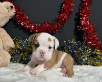 Gigi, a female English Bulldog and Beagle for sale in Plainville, IN – 3 of 4
