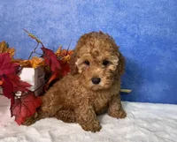 Dash, a male Poodle - Miniature  for sale in Plainville, IN – 4 of 10