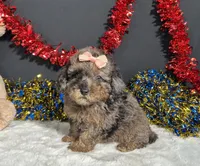 Sherri, a female Poodle - Miniature  for sale in Plainville, IN – 7 of 8