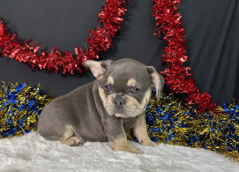 Winston – French Bulldog puppy for sale in Plainville, IN