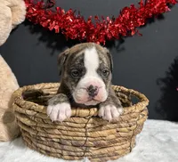 Arlo, a female English Bulldog and Beagle for sale in Plainville, IN – Photo 6 of 6