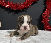 Arlo, a female English Bulldog and Beagle for sale in Plainville, IN – Photo 1 of 6