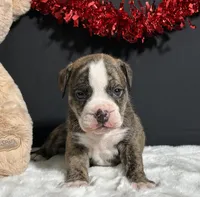 Arlo, a female English Bulldog and Beagle for sale in Plainville, IN – Photo 3 of 6