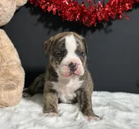 Arlo, a female English Bulldog and Beagle for sale in Plainville, IN – Photo 4 of 6