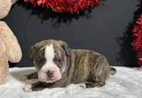Arlo, a female English Bulldog and Beagle for sale in Plainville, IN – Photo 5 of 6