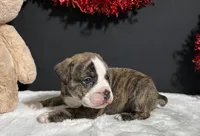 Arlo, a female English Bulldog and Beagle for sale in Plainville, IN – Photo 2 of 6
