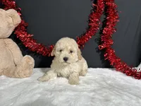 Cynthia , a female Poodle - Miniature  for sale in Plainville, IN – 2 of 3