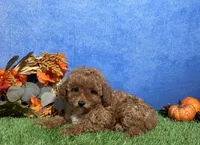 Ames, a male Poodle - Toy  for sale in Plainville, IN – 4 of 6