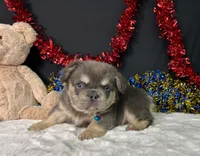 Thor, a male French Bulldog for sale in Plainville, IN – 2 of 6