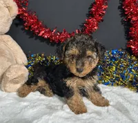 Bandit, a male Yorkipoo for sale in Plainville, IN – 6 of 8