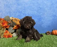 Avery, a female Yorkipoo for sale in Plainville, IN – 1 of 6