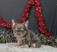 Kiki, a female French Bulldog for sale in Plainville, IN – 2 of 7