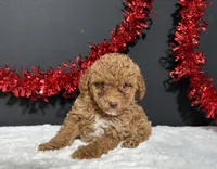 Sassy, a female Poodle - Toy  for sale in Plainville, IN – 5 of 6