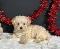 Charles, a male Morkie for sale in Plainville, IN – 1 of 7