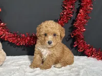 Andrea, a female Poodle - Toy  for sale in Plainville, IN – 4 of 7