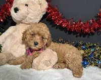 Layla, a female Poodle - Toy  for sale in Plainville, IN – 6 of 9