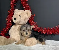 Tootsie, a female Morkie for sale in Plainville, IN – 9 of 9