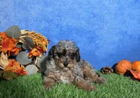 Sophie , a female Poodle - Toy  for sale in Plainville, IN – 3 of 9