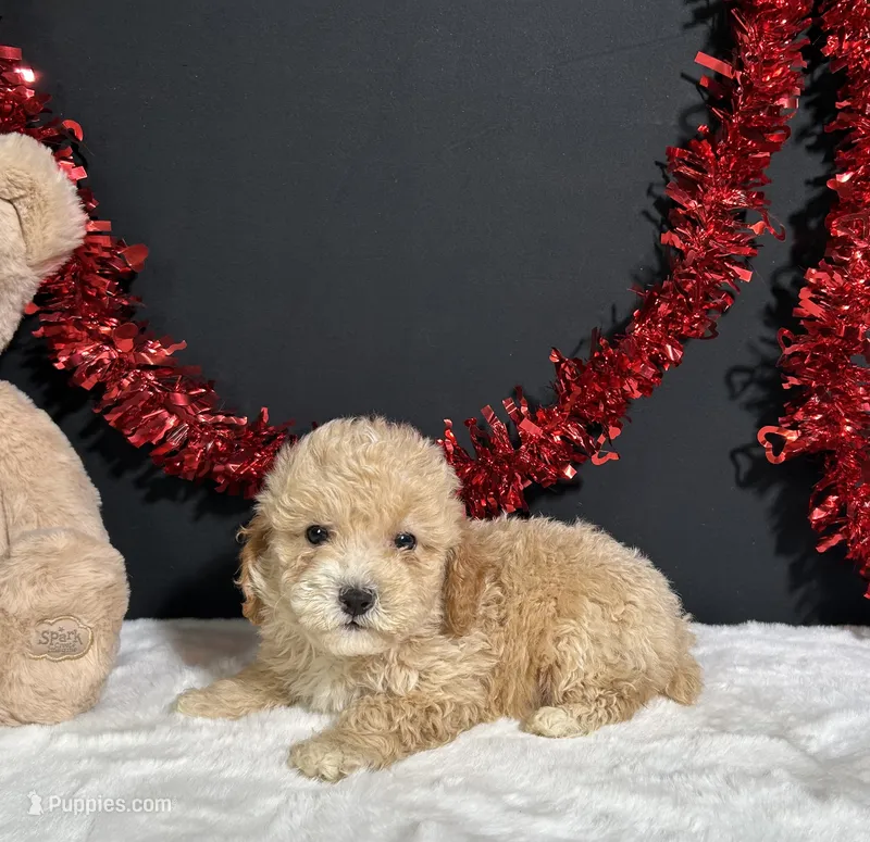 Buster – Poodle - Miniature  puppy for sale in Plainville, IN