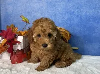 Dash, a male Poodle - Miniature  for sale in Plainville, IN – 6 of 10