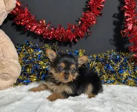Penny, a female Yorkshire Terrier for sale in Plainville, IN – 6 of 6