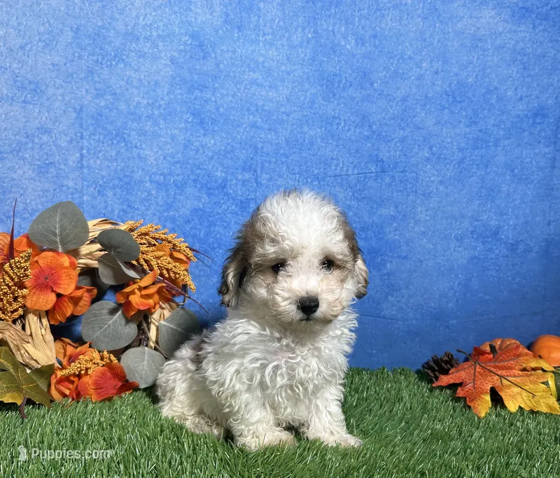 Roscoe – Maltipoo puppy for sale in Plainville, IN