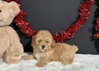 Samantha, a female Poodle - Miniature  for sale in Plainville, IN – 7 of 7