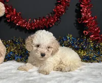 Biscuit, a male Poodle - Miniature  for sale in Plainville, IN – 5 of 5