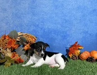Daisy, a female Rat Terrier for sale in Plainville, IN – 3 of 5