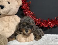 Millie, a female Poodle - Miniature  for sale in Plainville, IN – 6 of 6