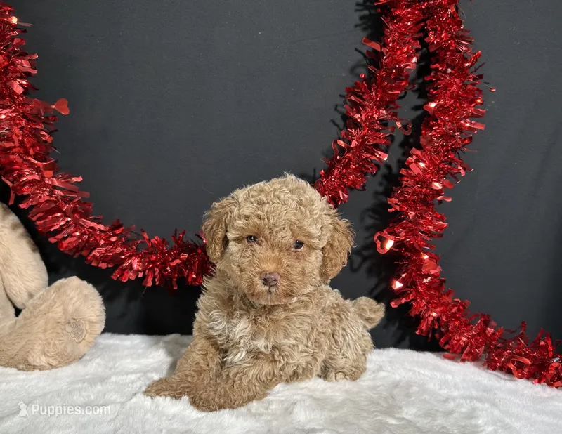 Ellie – Poodle - Miniature  puppy for sale in Plainville, IN