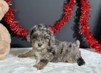 Monica, a female Poodle - Miniature  for sale in Plainville, IN – 2 of 7