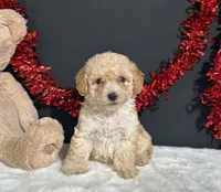Ariel, a female Poodle - Toy  for sale in Plainville, IN – 7 of 7