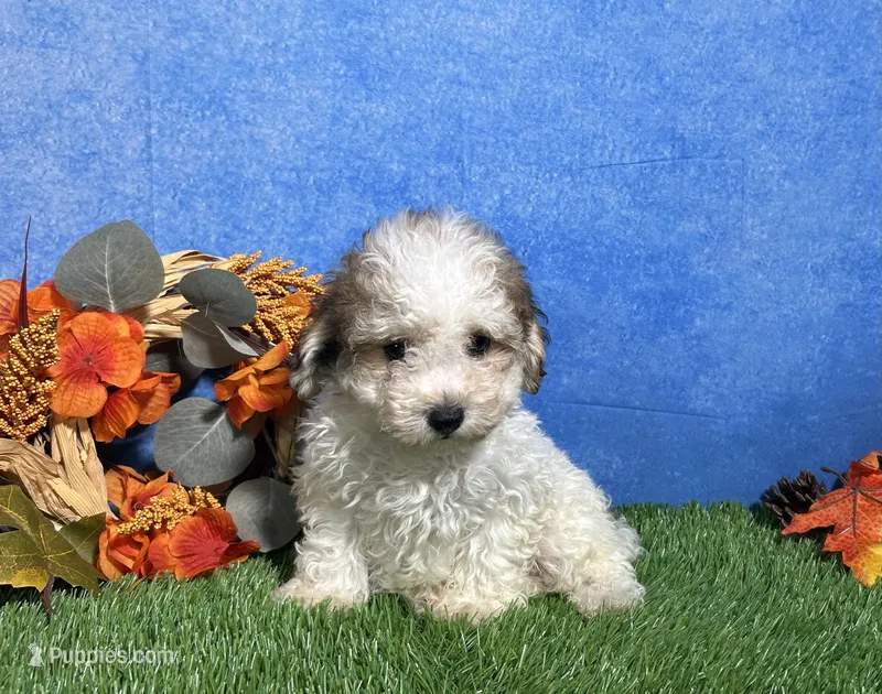 Roscoe – Maltipoo puppy for sale in Plainville, IN