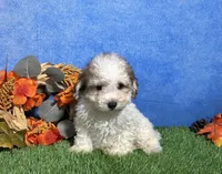 Roscoe, a male Maltipoo for sale in Plainville, IN – 1 of 5