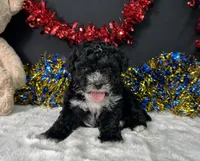 Kara, a female Maltipoo for sale in Plainville, IN – 3 of 6