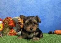 Oliver, a male Yorkshire Terrier for sale in Plainville, IN – 4 of 7