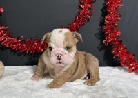 Bruiser, a male English Bulldog for sale in Plainville, IN – 3 of 6